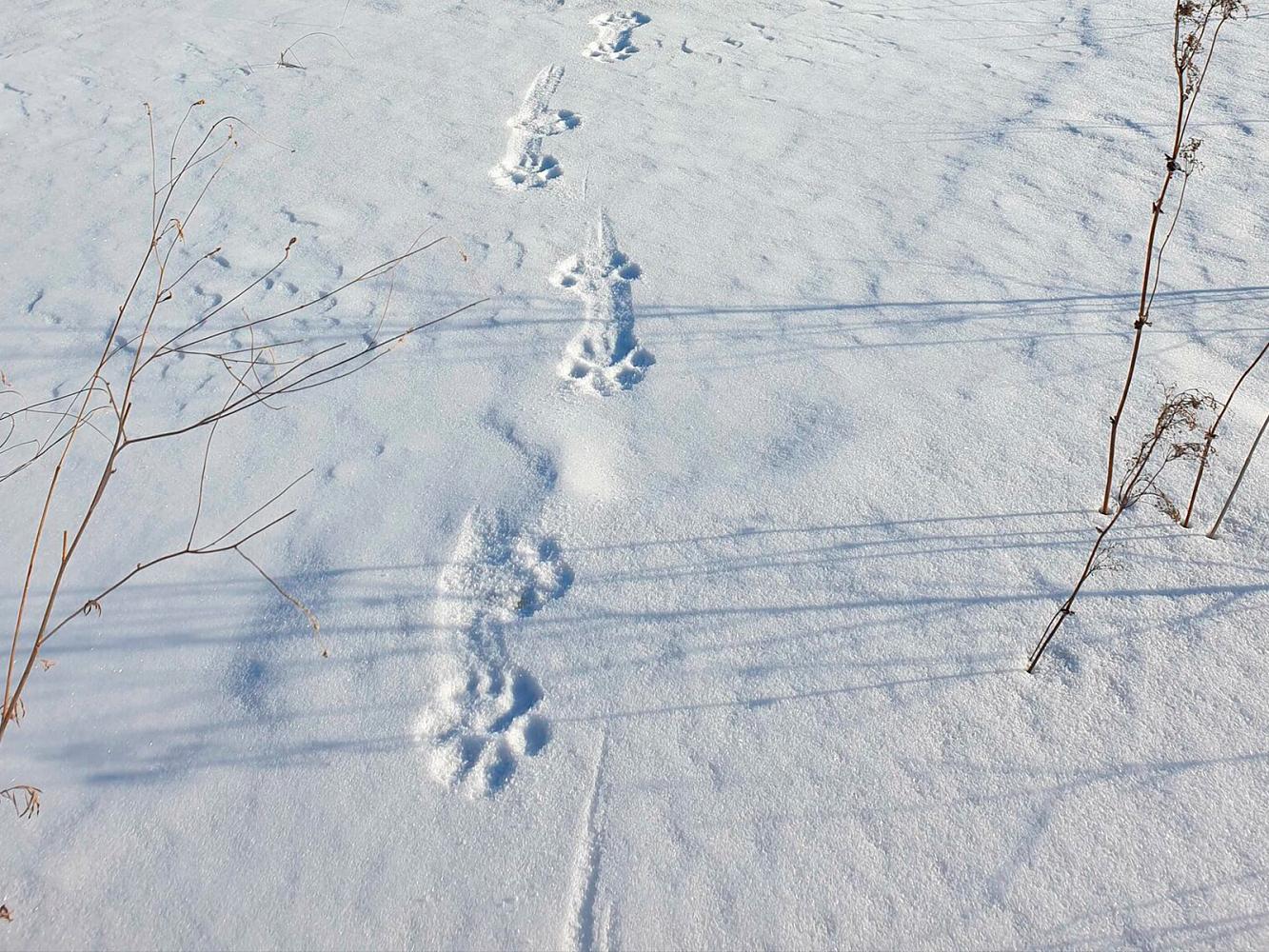 Фото с фотоловушек предоставлены Центром «Амурский тигр»